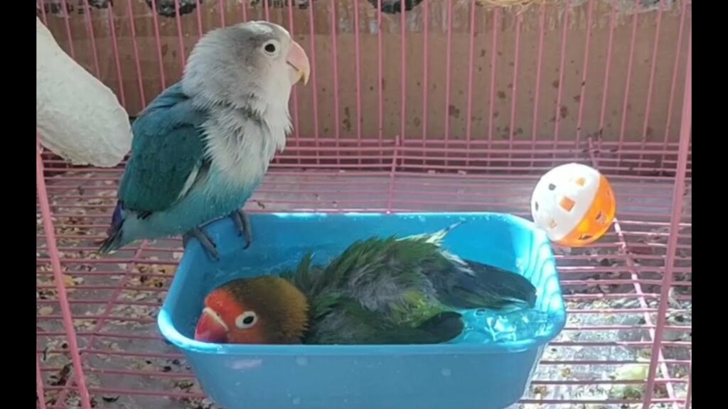 图片[2]-鹦鹉洗澡指南！-鹦鹉网