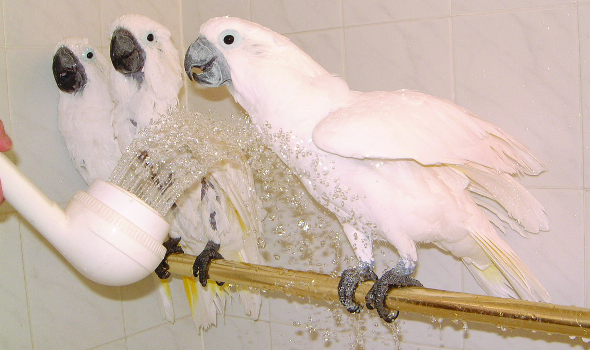 图片[3]-鹦鹉洗澡指南！-鹦鹉网