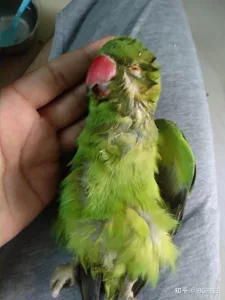 哪些因素会导致虎皮鹦鹉腹泻?-鹦鹉网