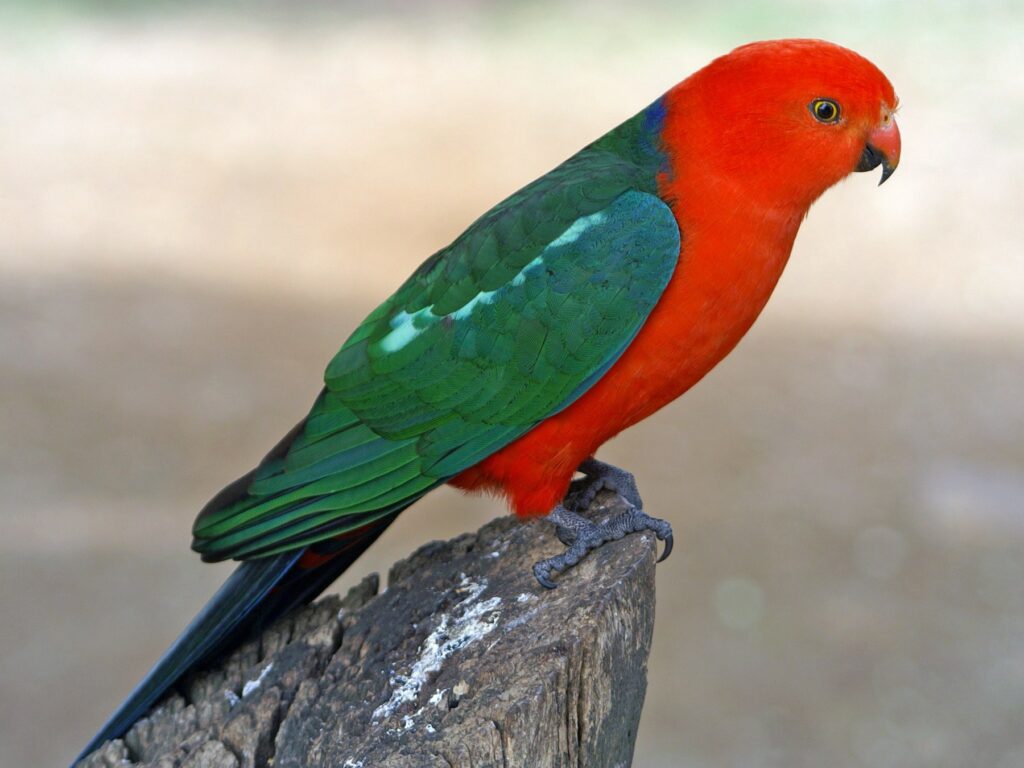 图片[2]-澳洲国王鹦鹉或绿翅王鹦鹉-鹦鹉网