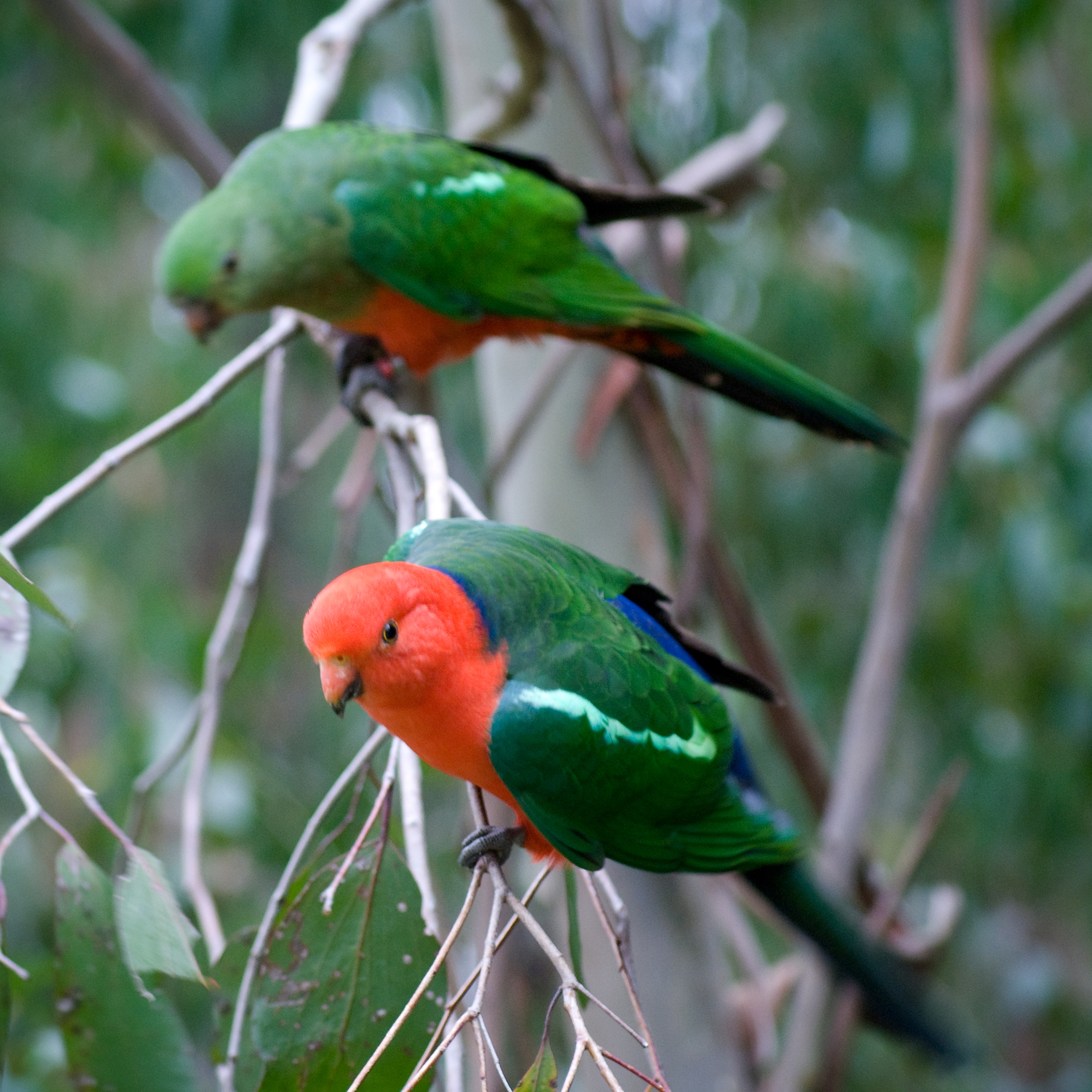 图片[3]-澳洲国王鹦鹉或绿翅王鹦鹉-鹦鹉网