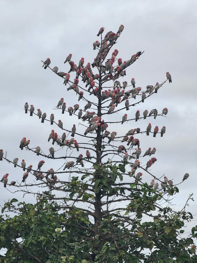树上小憩的粉红凤头鹦鹉-鹦鹉网