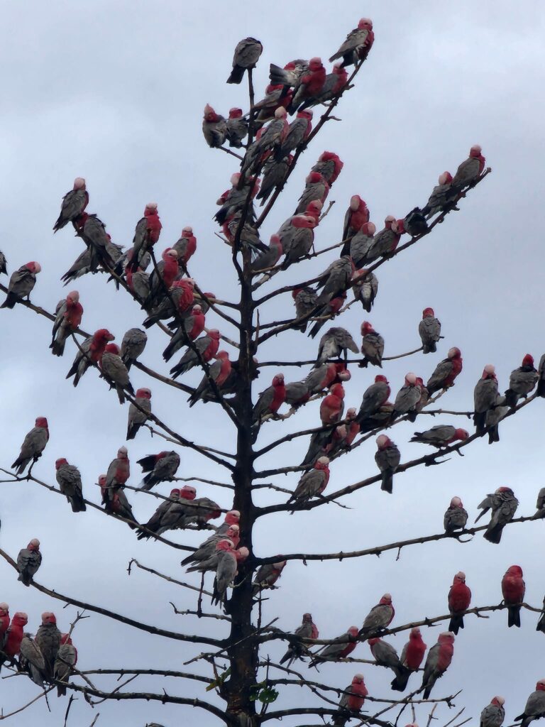 图片[2]-树上小憩的粉红凤头鹦鹉-鹦鹉网