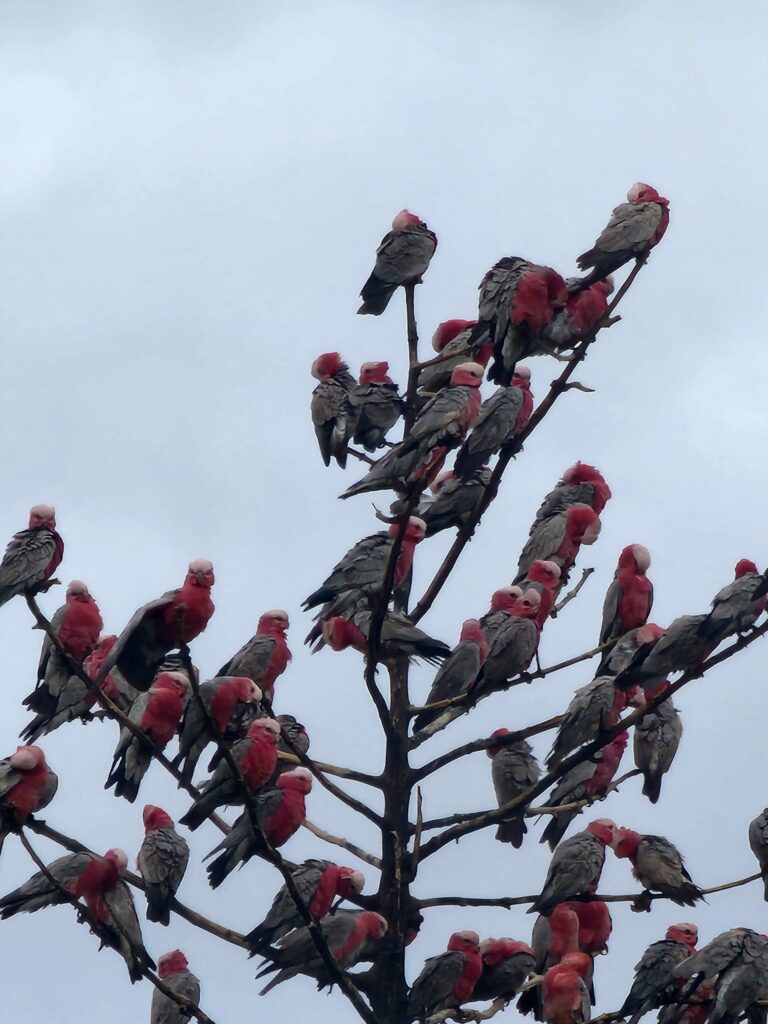 图片[3]-树上小憩的粉红凤头鹦鹉-鹦鹉网