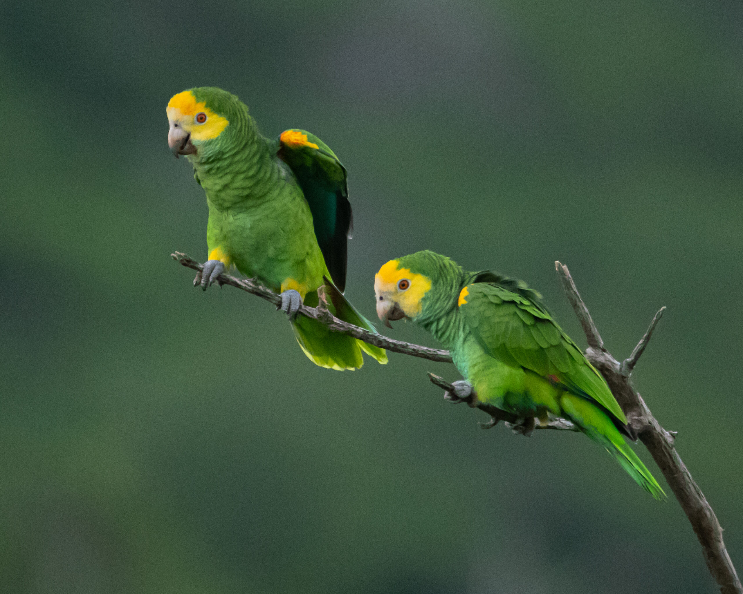 黄肩亚马逊鹦鹉-鹦鹉网